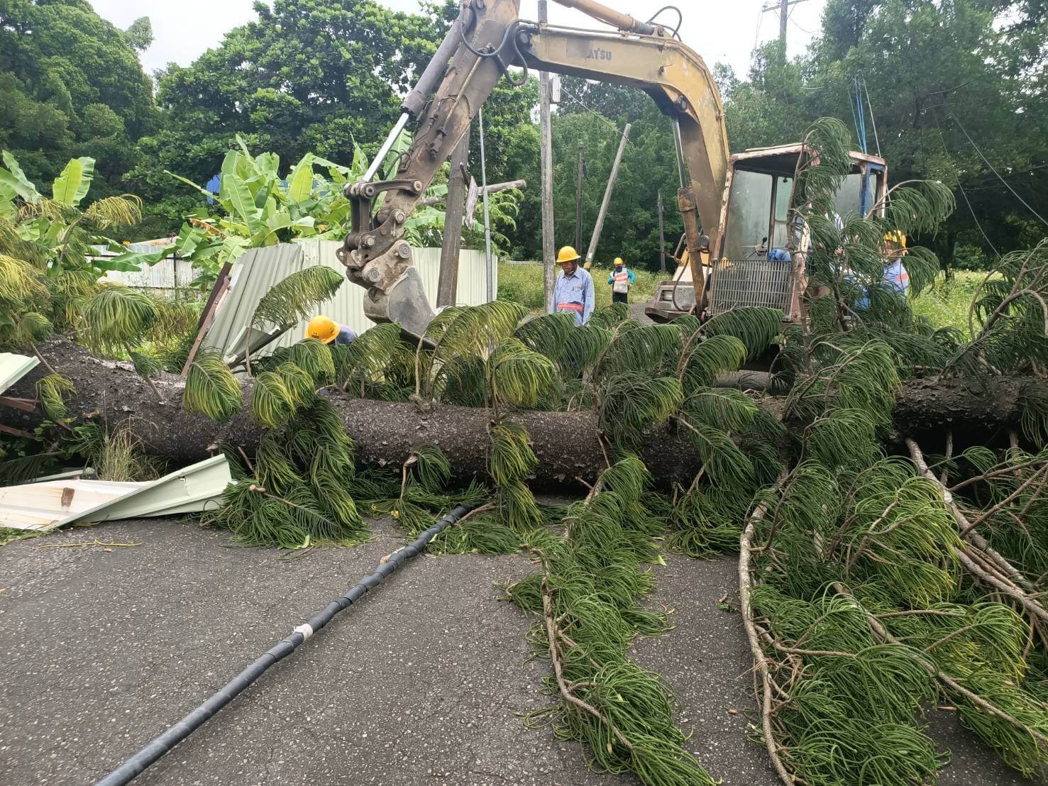 小犬颱風強烈陣風造成樹枝傾倒導線斷落，台電人員緊急修復(新營台糖高分5斷桿)