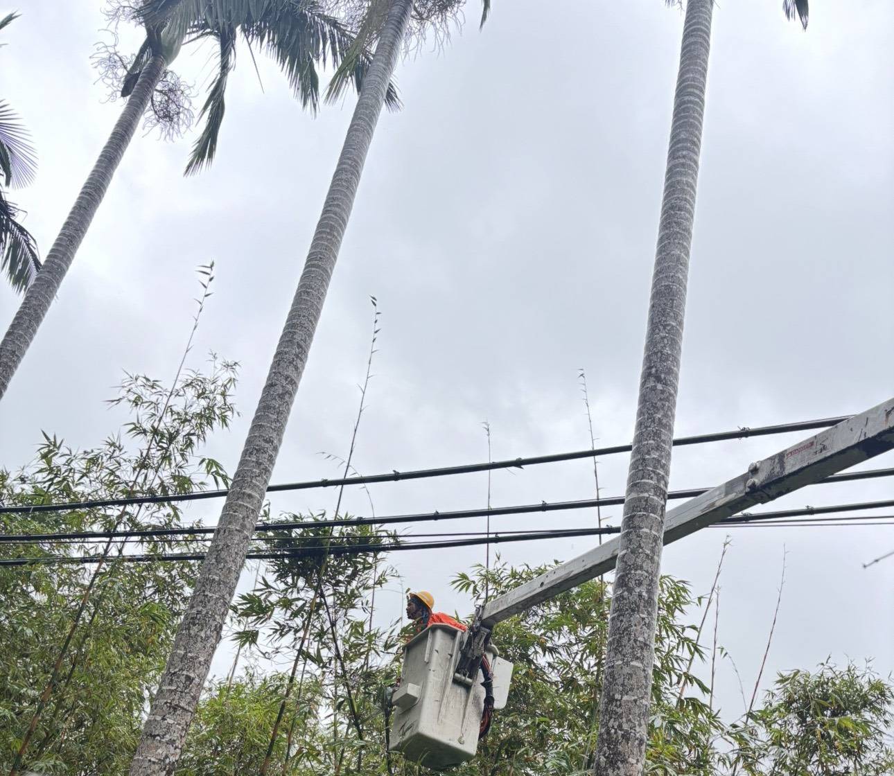 基隆區處同仁進行樹修
