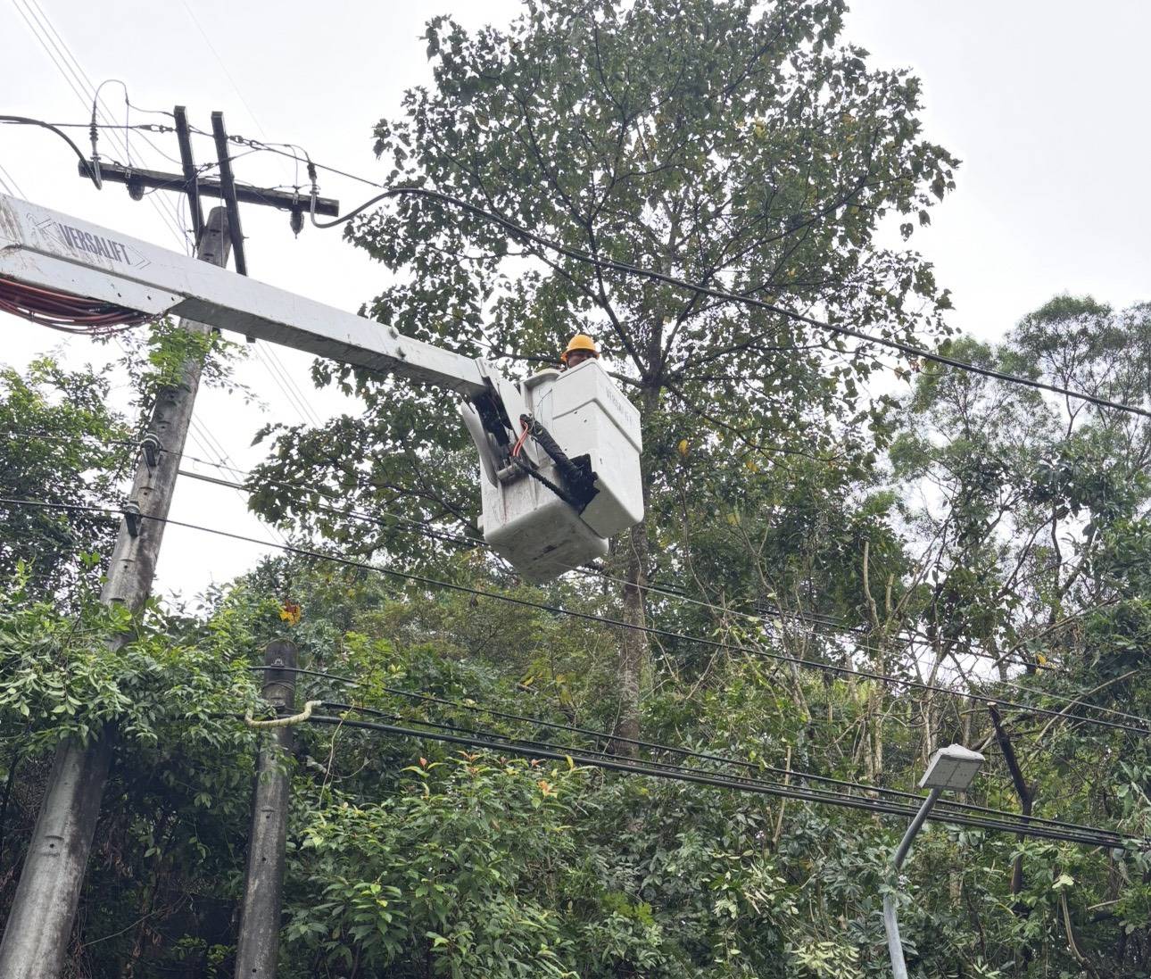 基隆區處同仁進行樹修